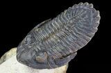 Beautiful Hollardops & Austerops Trilobite Association #67894-5